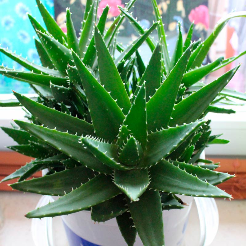 Комнатное растение Алоэ (Aloe)