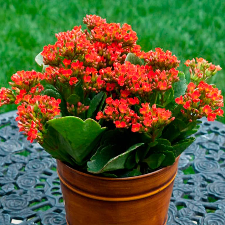 Комнатное растение Каланхое (Kalanchoe)