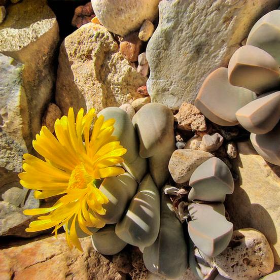 Комнатное растение Лапидария (Lapidaria)