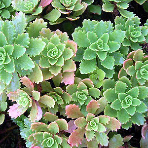 Комнатное растение Очиток (Sedum)