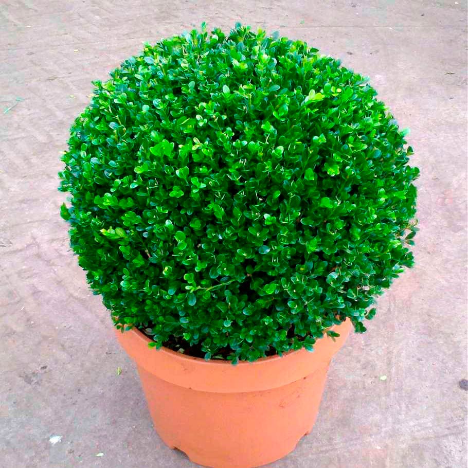 Комнатное растение Самшит (Buxus)