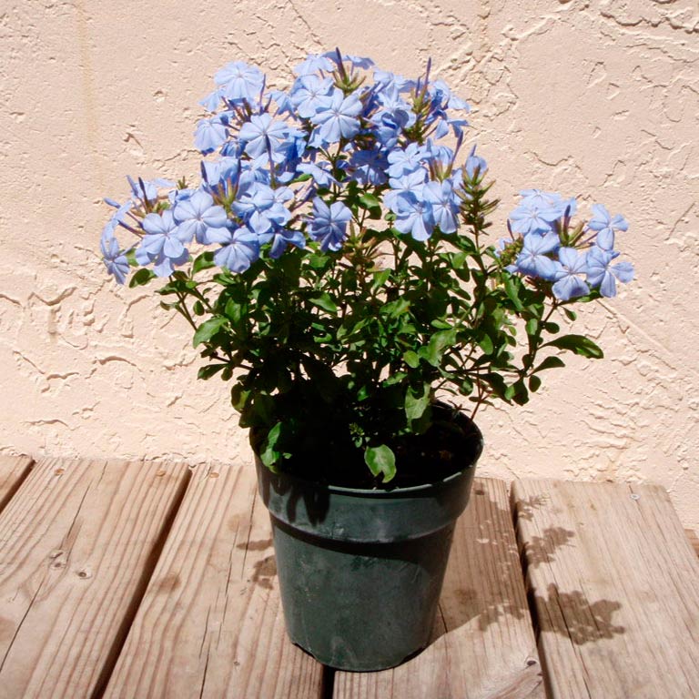 Комнатное растение Свинчатка (Plumbago)