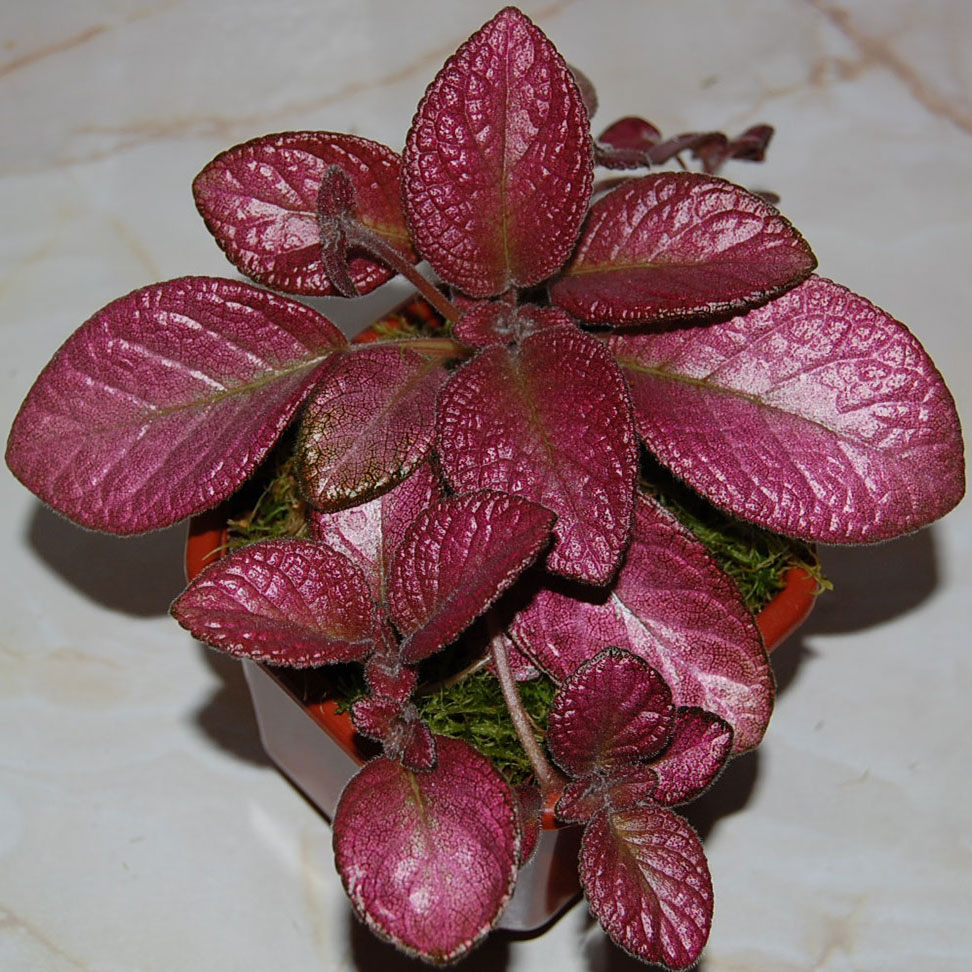 Комнатное растение Эписция (Episcia)