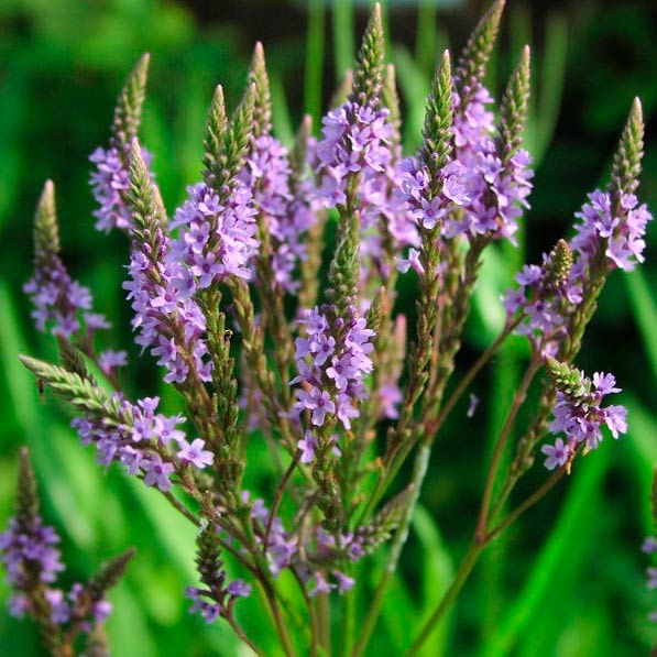 Лекарственное растение Вербена аптечная (Verbena officinalis)