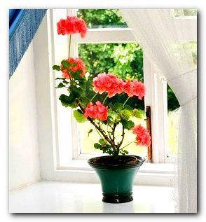 Домашние Цветы На Окне Фото