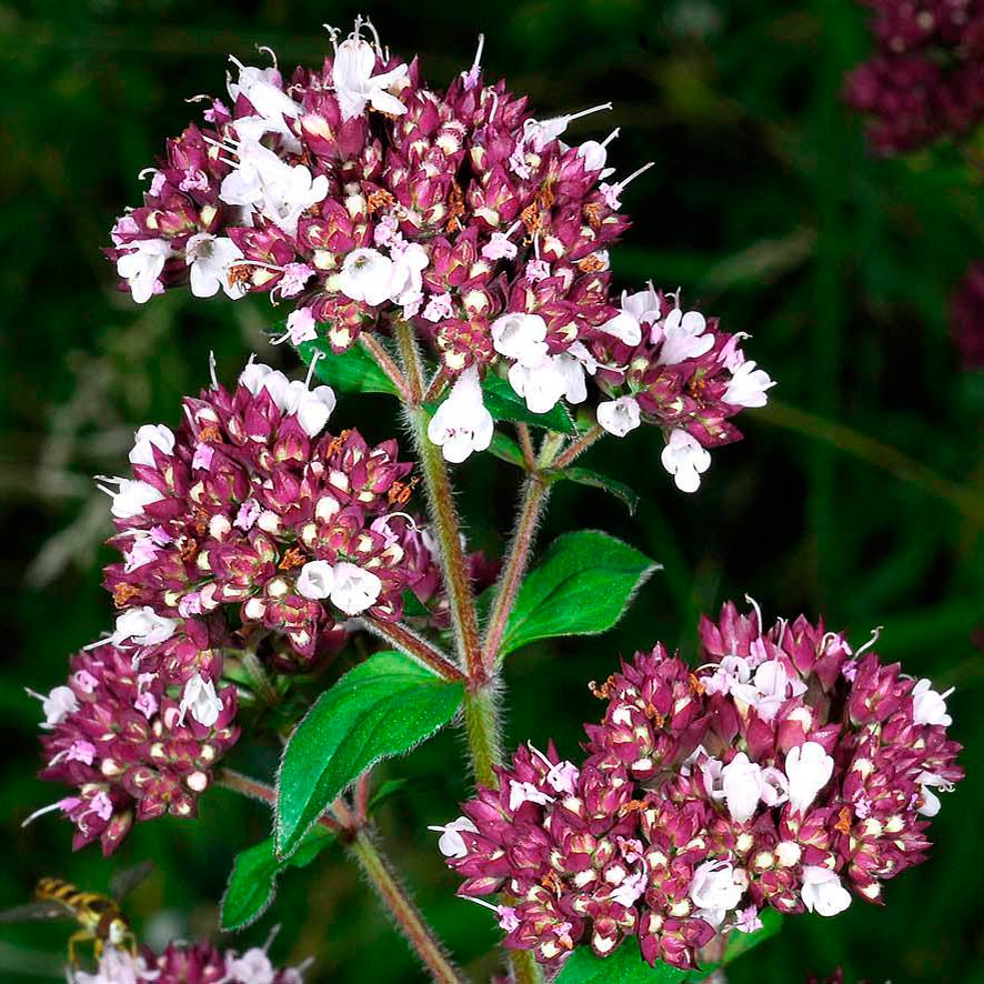 Лекарственное растение Душица обыкновенная (Origanum vulgare)