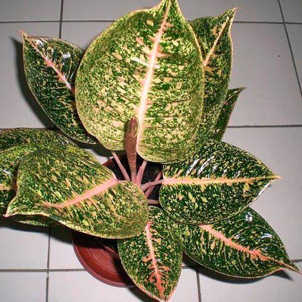 Комнатное растение Аглаонема (Aglaonema)