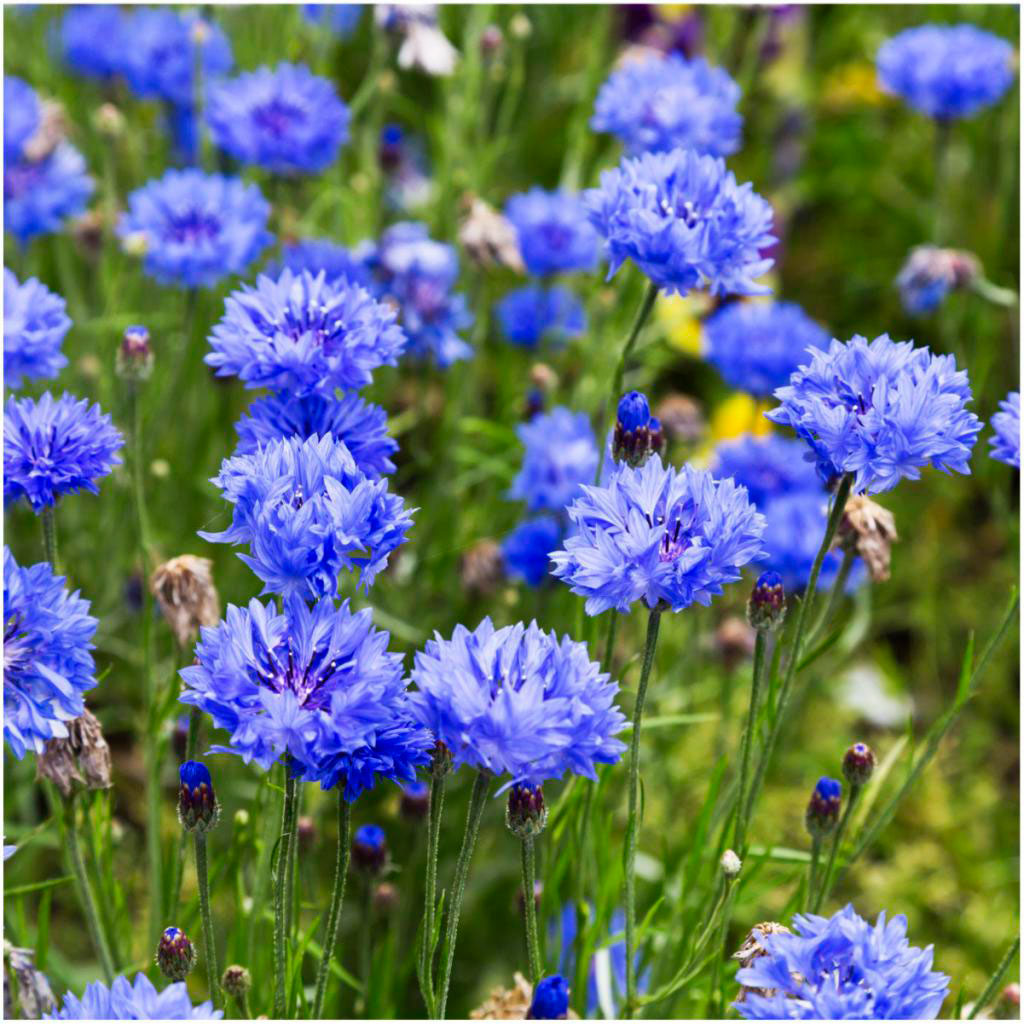 Многолетний садовый цветок Василек (Centaurea)