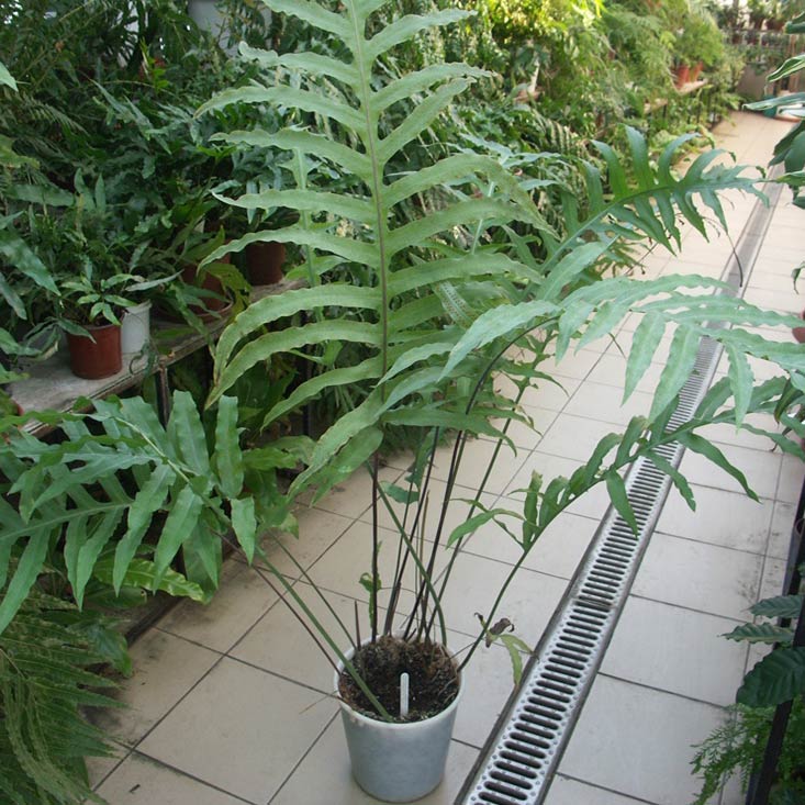 Комнатное растение Многоножка (Polypodium)