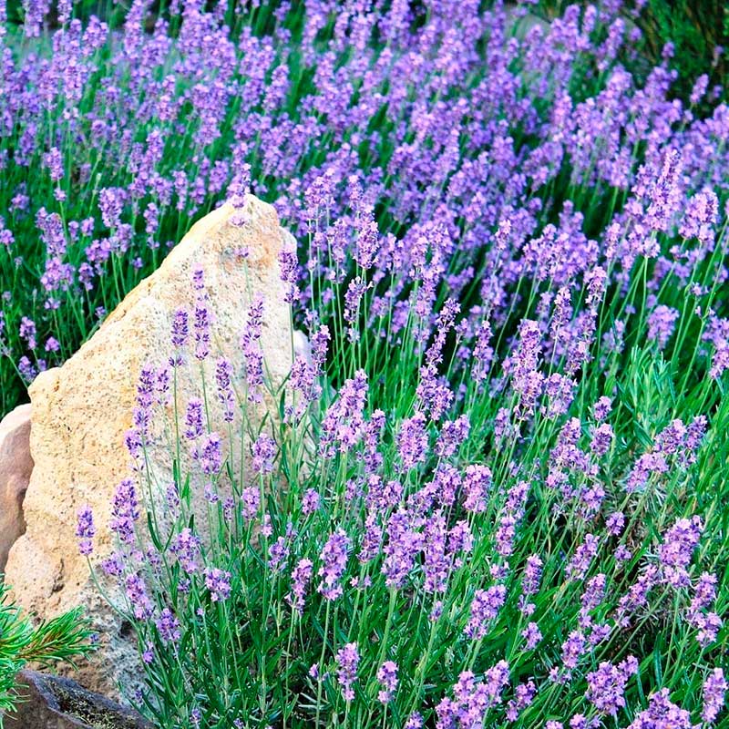 Лекарственное растение Лаванда узколистная (Lavandula angustifolia)