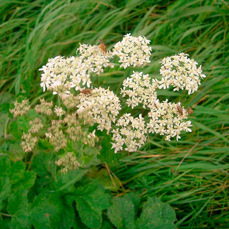 Лекарственное растение Подлесник европейский (Sanicula europaea)