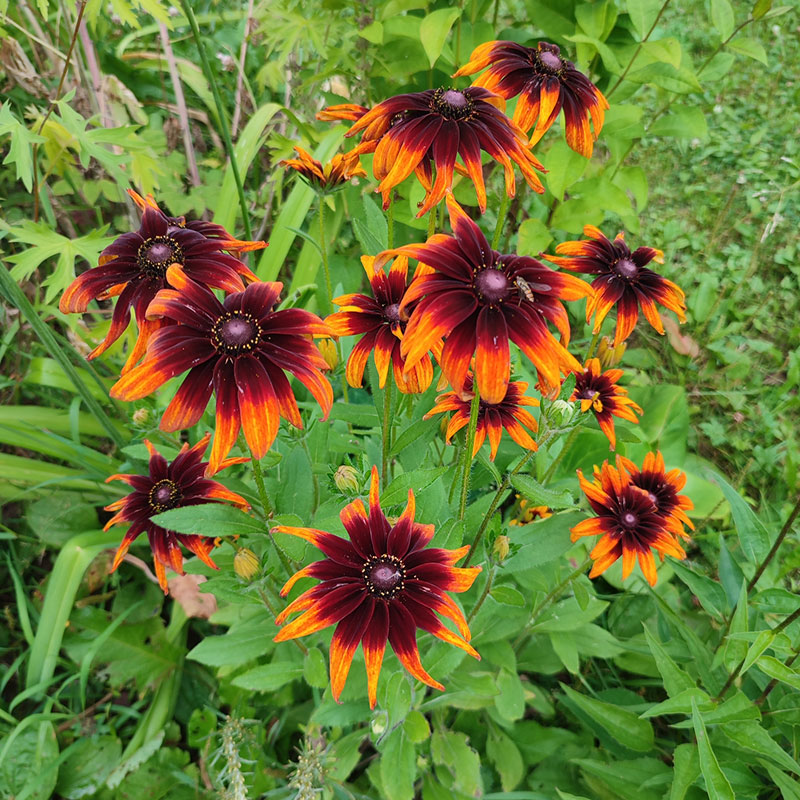 Многолетний садовый цветок Рудбекия (Rudbeckia)