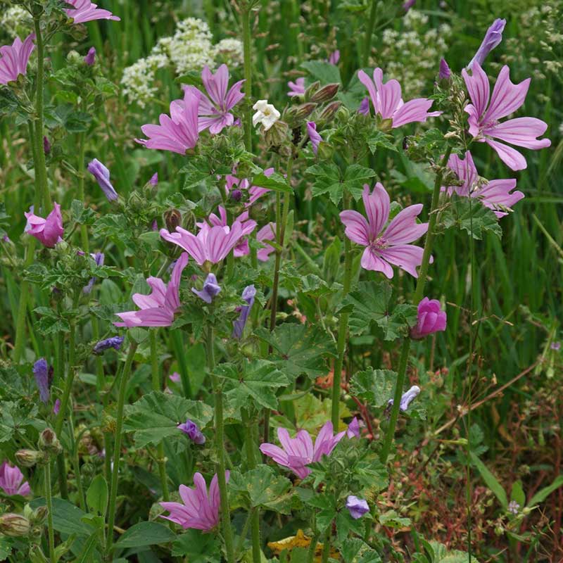 Лекарственное растение Просвирник лесной (Main sylvesths)