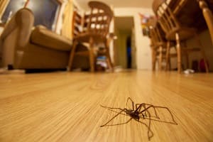 Как избавиться от пауков в частном доме?