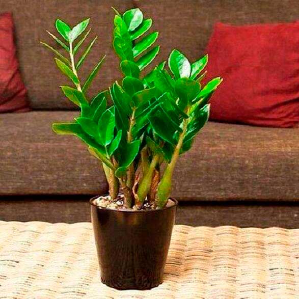 Комнатное растение Замиокулькас (Zamioculcas)