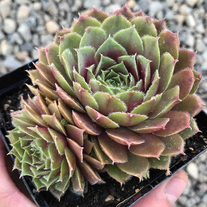 Комнатное растение Молодило (Sempervivum)