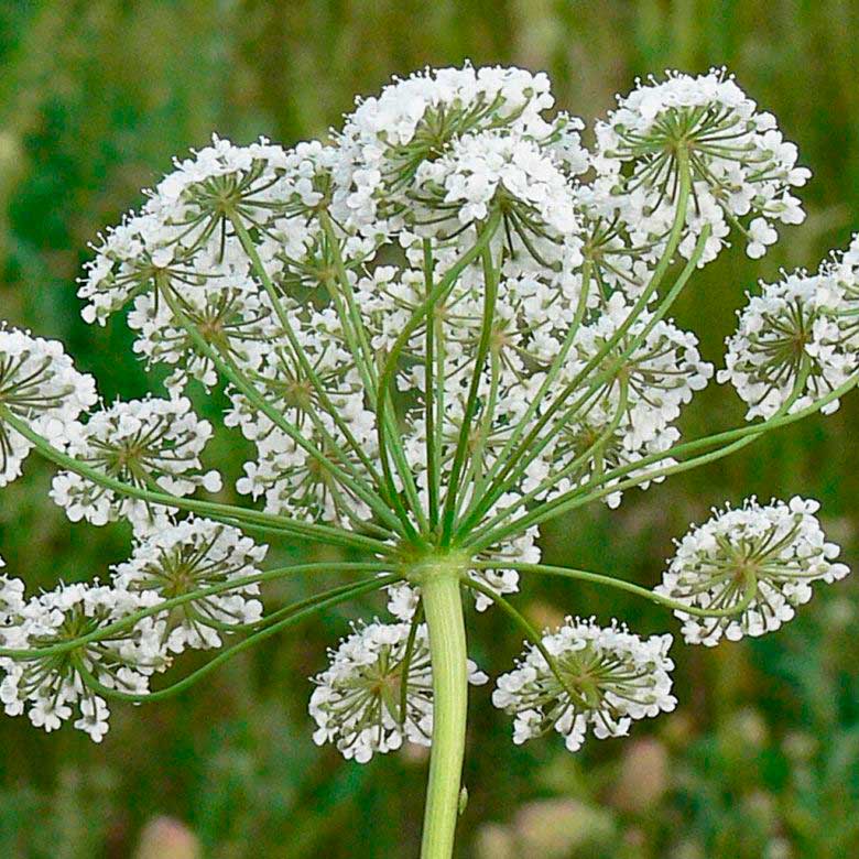 Лекарственное растение Анис (Pimpinella anisum)