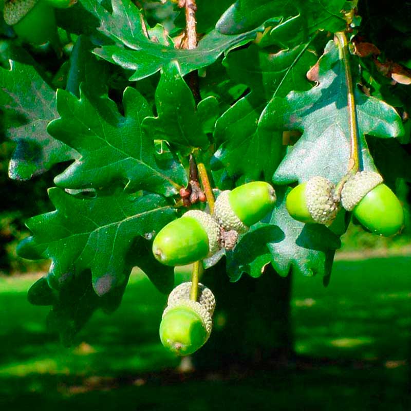 Лекарственное растение Дуб черешчатый (Quercus robur)