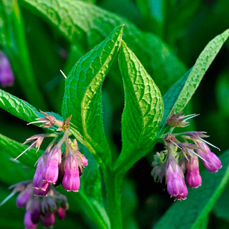 Лекарственное растение Окопник (Symphytum officinale)