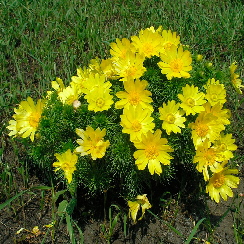 Многолетний садовый цветок Адонис (Adonis)