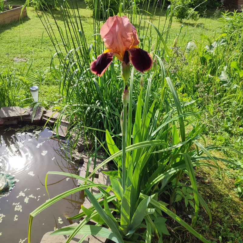 Многолетний садовый цветок Ирис (Iris)