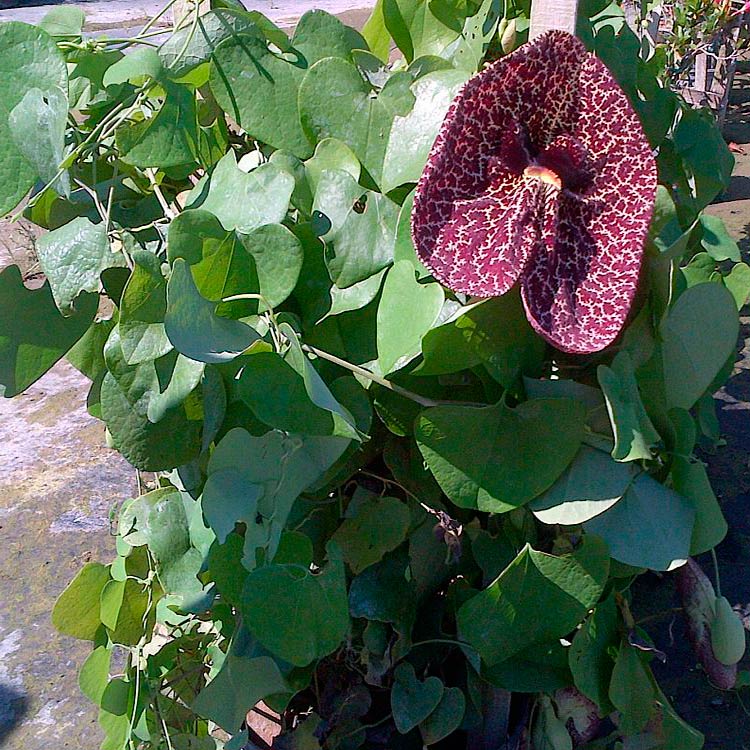 Комнатное растение Аристолохия (Aristolochia)