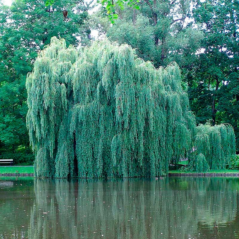 Лекарственное растение Ива белая, ива серебристая (Salix alba)