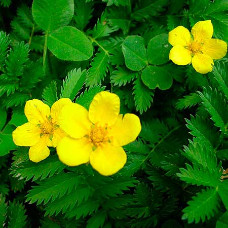 Лекарственное растение Лапчатка гусиная (Potentilla anserina)