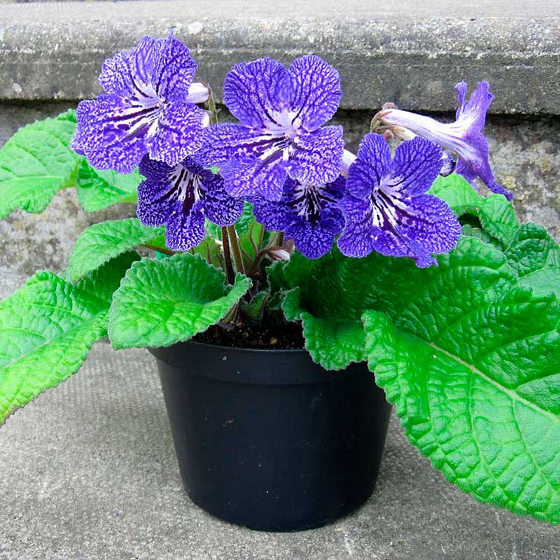 Комнатное растение Стрептокарпус (Streptocarpus)