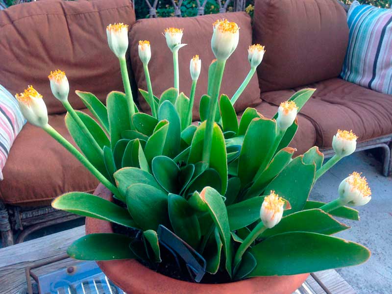 Комнатное растение Хемантус (Haemanthus)