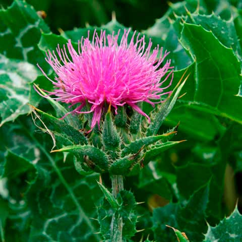 Лекарственное растение Расторопша пятнистая (Silybum marianum)