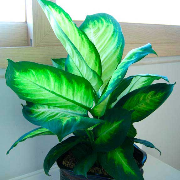 Комнатное растение Диффенбахия (Dieffenbachia)