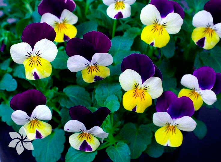 Лекарственное растение Фиалка трехцветная, анютины глазки (Viola tricolor)