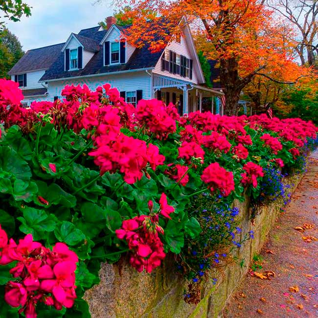 Многолетний садовый цветок Герань (Geranium)