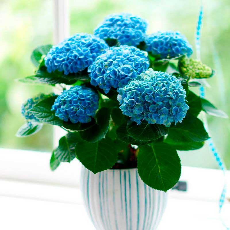 Комнатное растение Гортензия (Hydrangea)