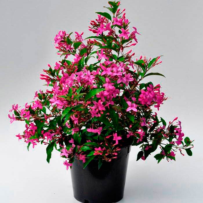 Комнатное растение Псевдэрантемум (Pseuderanthemum)