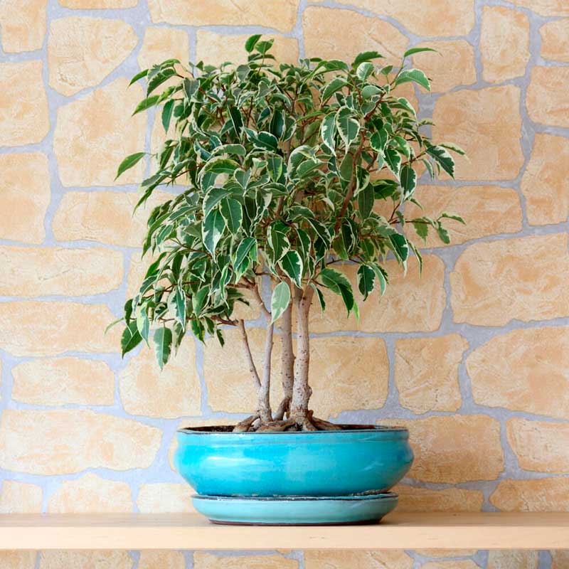 Комнатное растение Фикус Бенджамина (Ficus benjamina)