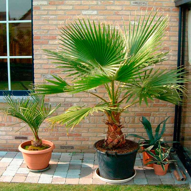 Комнатное растение Вашингтония (Washingtonia)