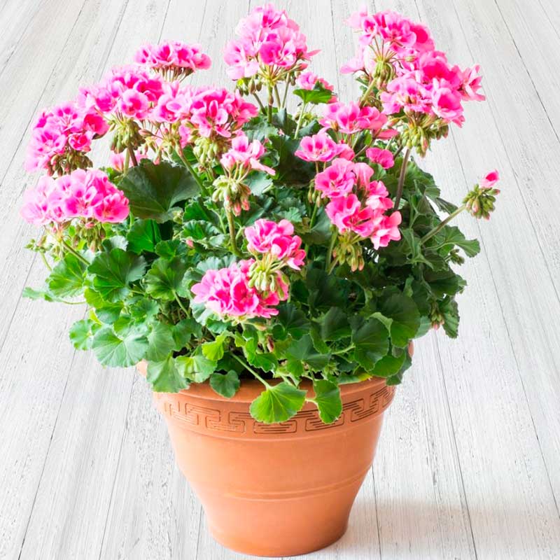 Комнатное растение Пеларгония (Pelargonium)