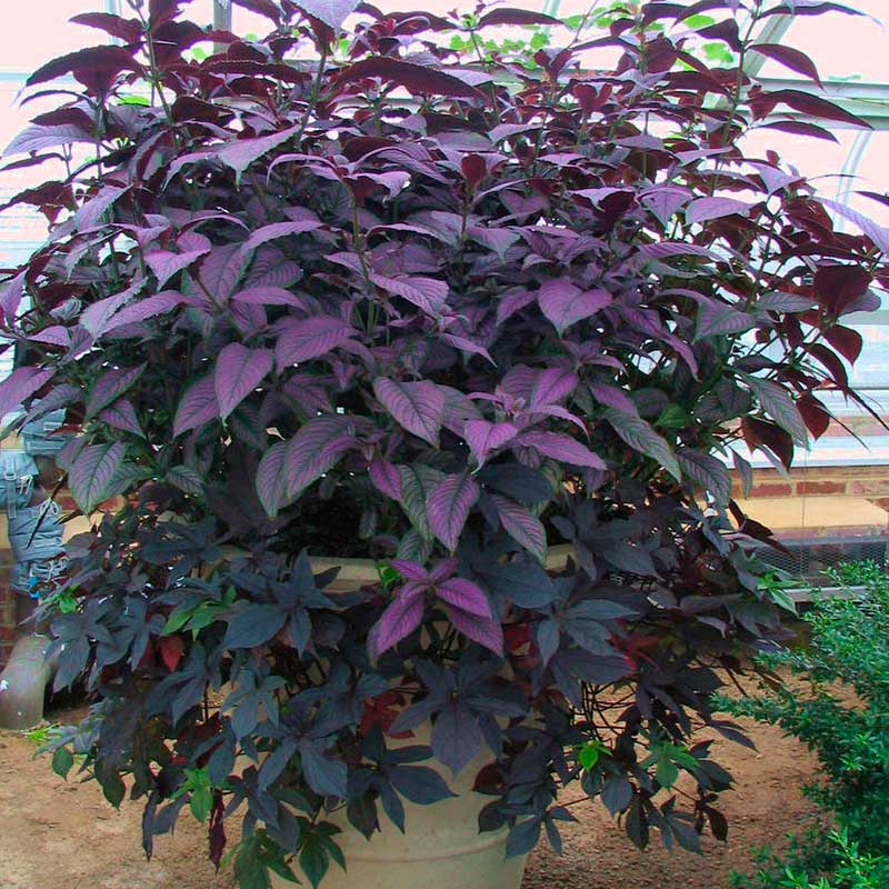 Комнатное растение Стробилантес (Strobilanthes)