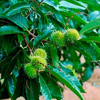 Лекарственное растение Каштан посевной (Castanea sativa)