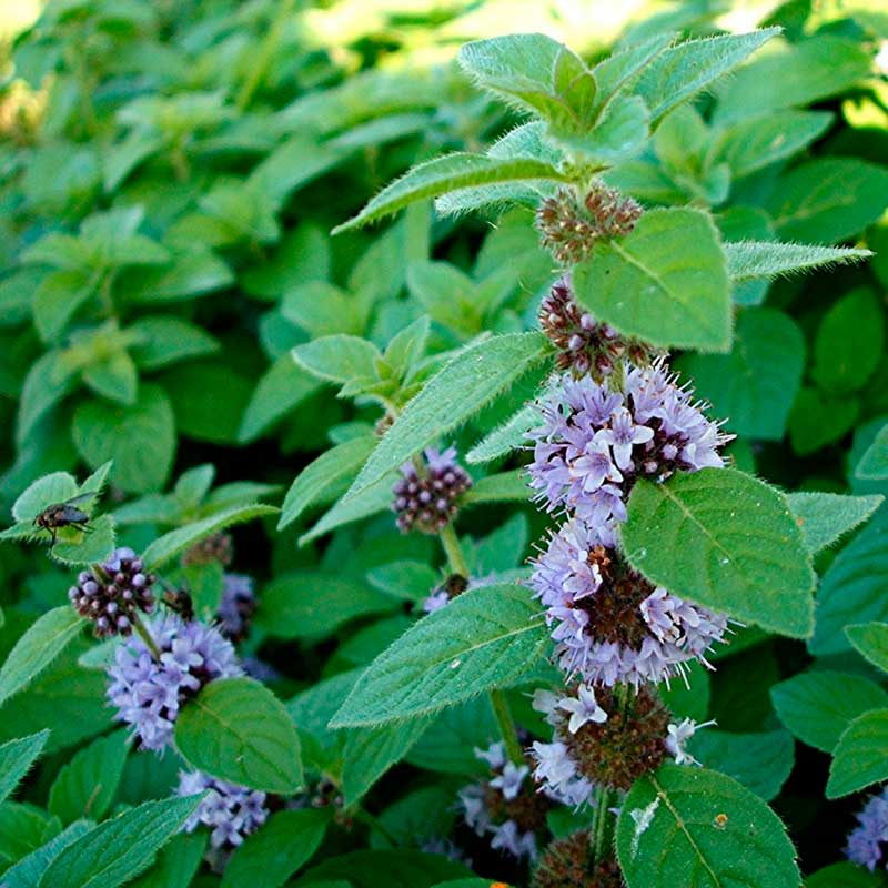 Лекарственное растение Мята перечная (Mentha Xpiperita)