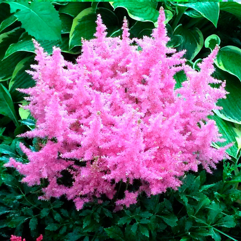 Многолетний садовый цветок Астильба (Astilbe)