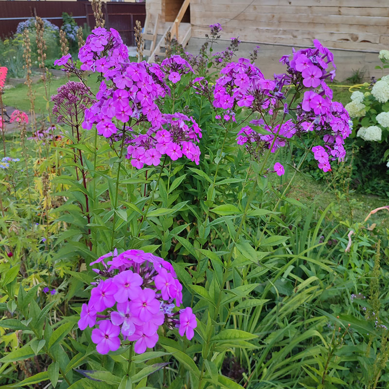 Многолетний садовый цветок Флокс (Phlox)