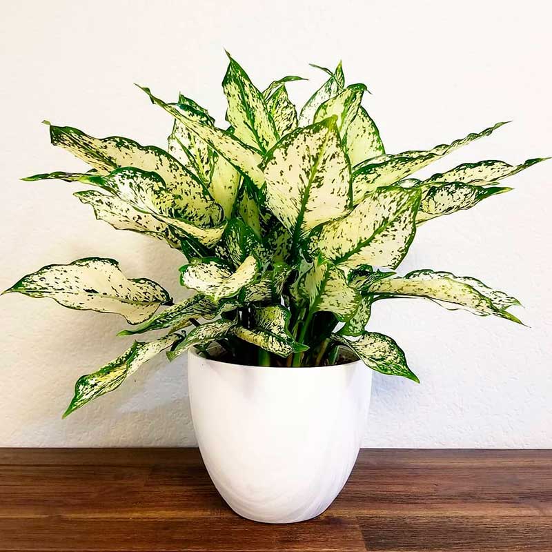 Комнатное растение Аглаонема (Aglaonema)