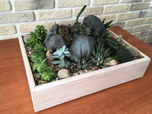 композиция из кактусов, суккулентов
