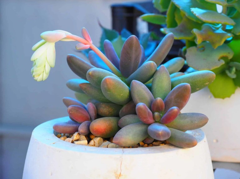 Succulent
