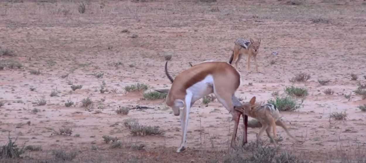 Шакалы охотятся на антилопу спрингбок (Antidorcas marsupialis)