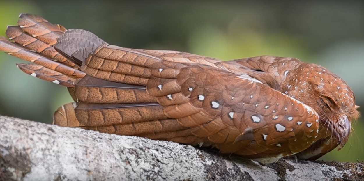 Гуахаро (Steatornis caripensis)