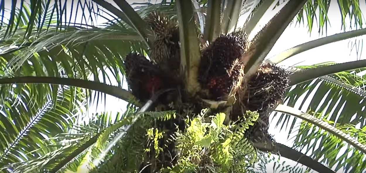 Масличная пальма (Elaeis guineensis)